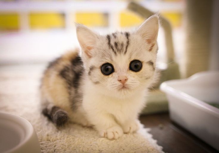Black W. reccomend Cute midget kittens