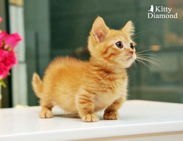 Cute midget kittens