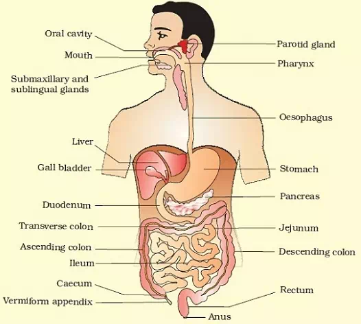 best of To anus Digestive system mouth
