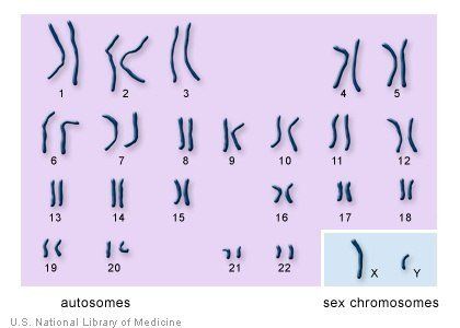 Which chromosomes are shown on a karyotype autosomal or sex