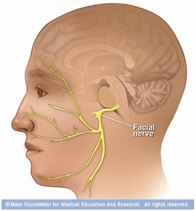 best of Nerves facial Brain surgery