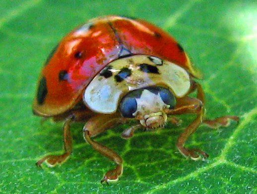 Asian lady beetle illinois