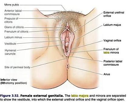 Lava reccomend Female vagina structure