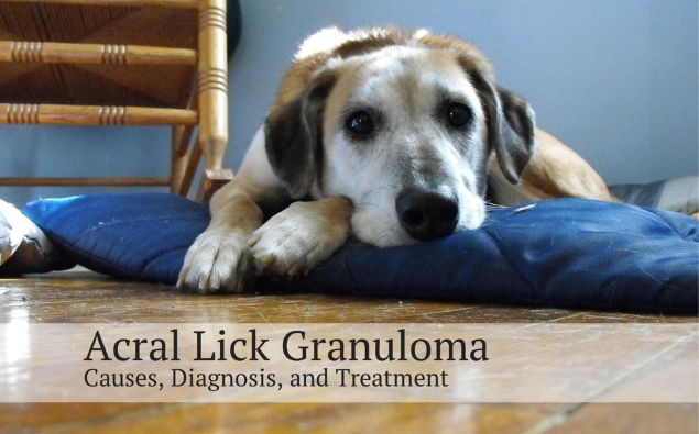 Grand S. reccomend Lick granuloma ocd