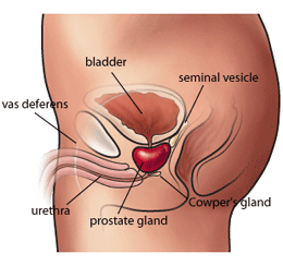 Seatbelt reccomend Prostate makes anus raw