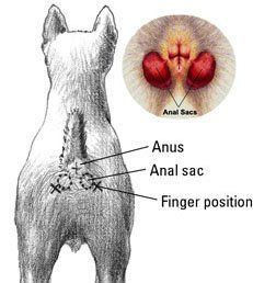 Aquamarine reccomend Removing anal glands