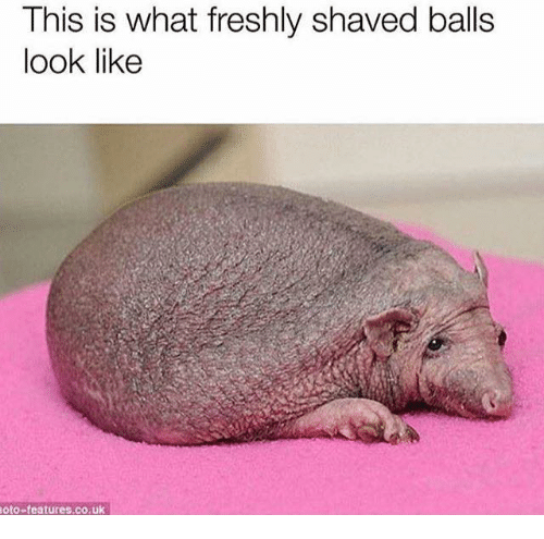 Twizzler reccomend Shaved balls images
