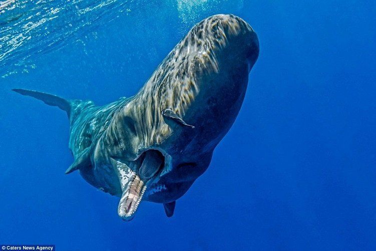 Strongly scented wax like substance found in the sperm whale