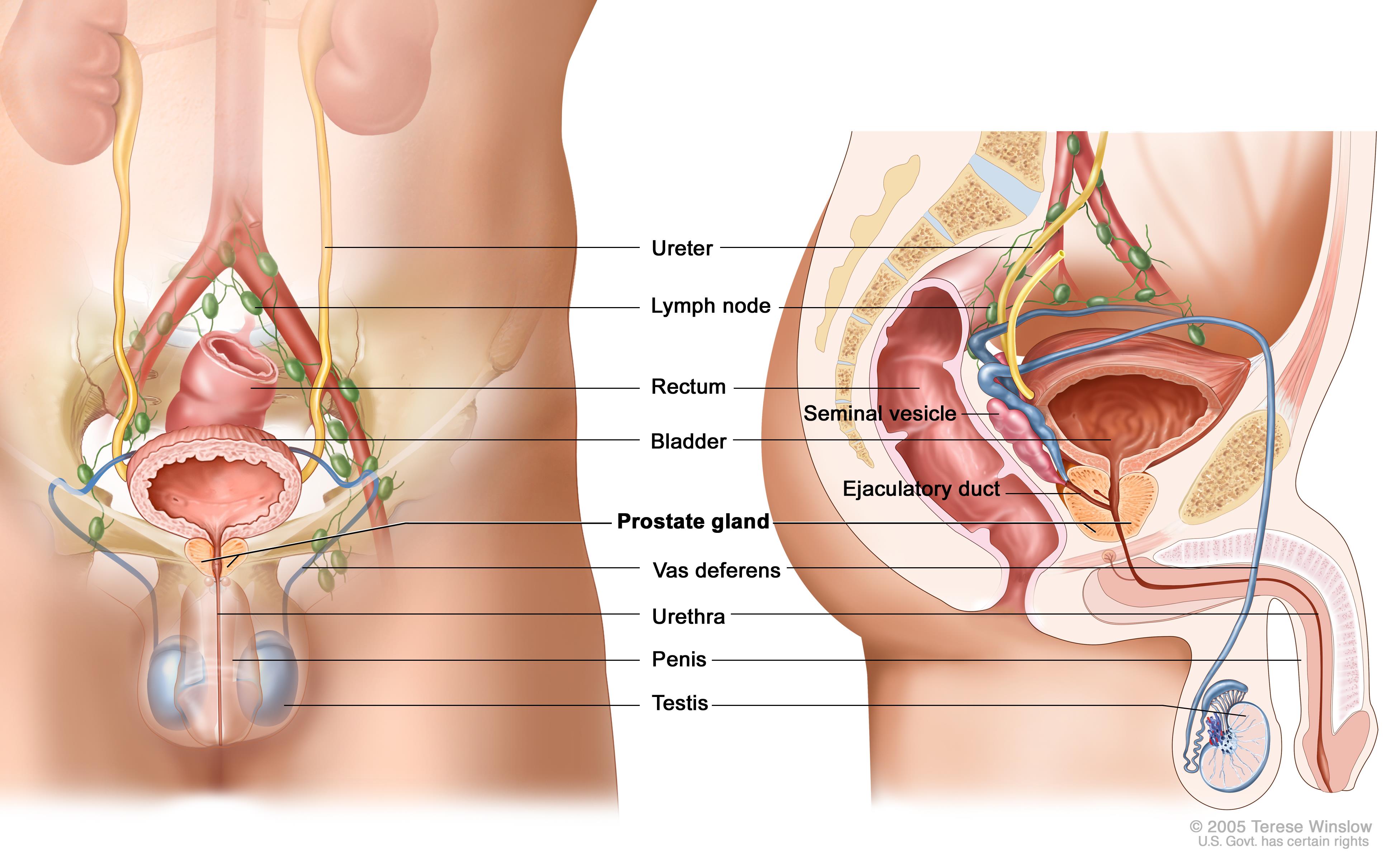 Swollen anus prostate