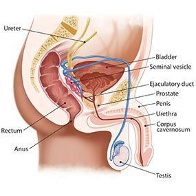 best of Prostate Swollen anus
