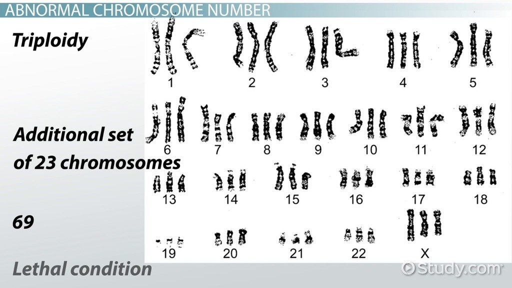 Which chromosomes are shown on a karyotype autosomal or sex