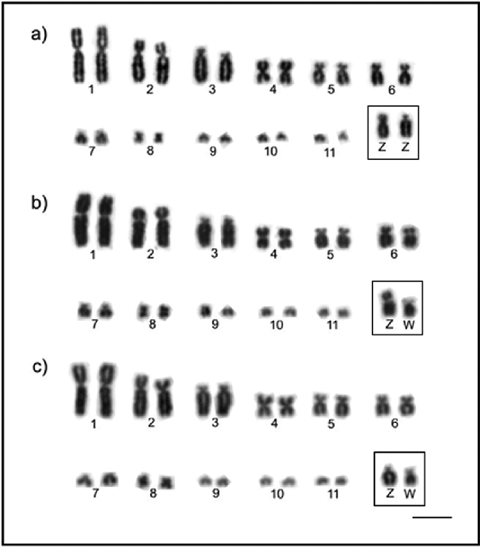 best of On karyotype or chromosomes autosomal are a shown sex Which