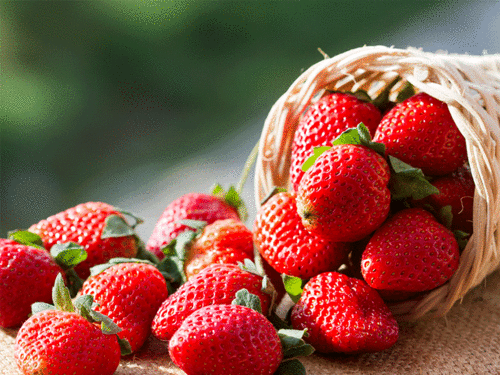 best of Nature teens went strawberries