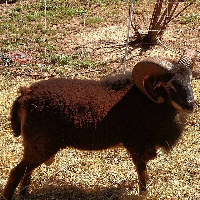 Dreads reccomend capra goat