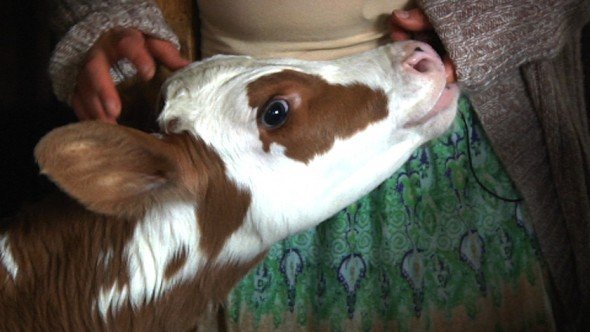 Calf Sucking Cock / Most popular Page 1