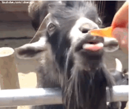 best of Goat capra