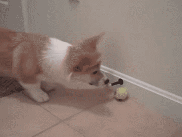 Dallas recommendet training game cute kitten obeys